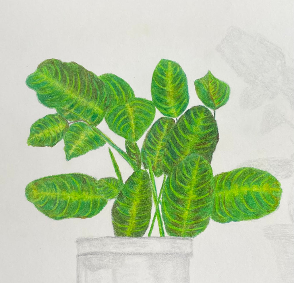 Praying Maranta Plant - 7.5x10in Original Colored Pencil Illustration - Nature, Plant Artwork