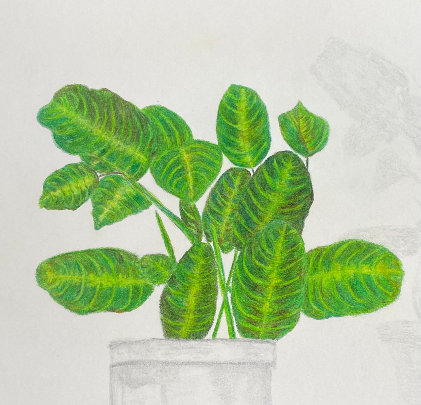 Praying Maranta Plant - 7.5x10in Original Colored Pencil Illustration - Nature, Plant Artwork