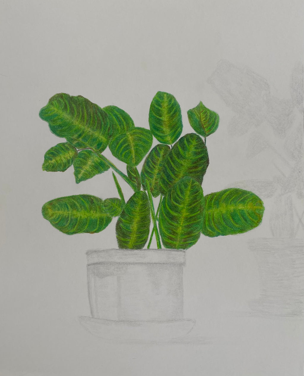 Praying Maranta Plant - 7.5x10in Original Colored Pencil Illustration - Nature, Plant Artwork