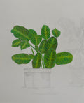 Praying Maranta Plant - 7.5x10in Original Colored Pencil Illustration - Nature, Plant Artwork
