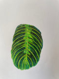 Single Maranta Leaf - 9.5x7in Original Colored Pencil Illustration - Plant, Nature Artwork