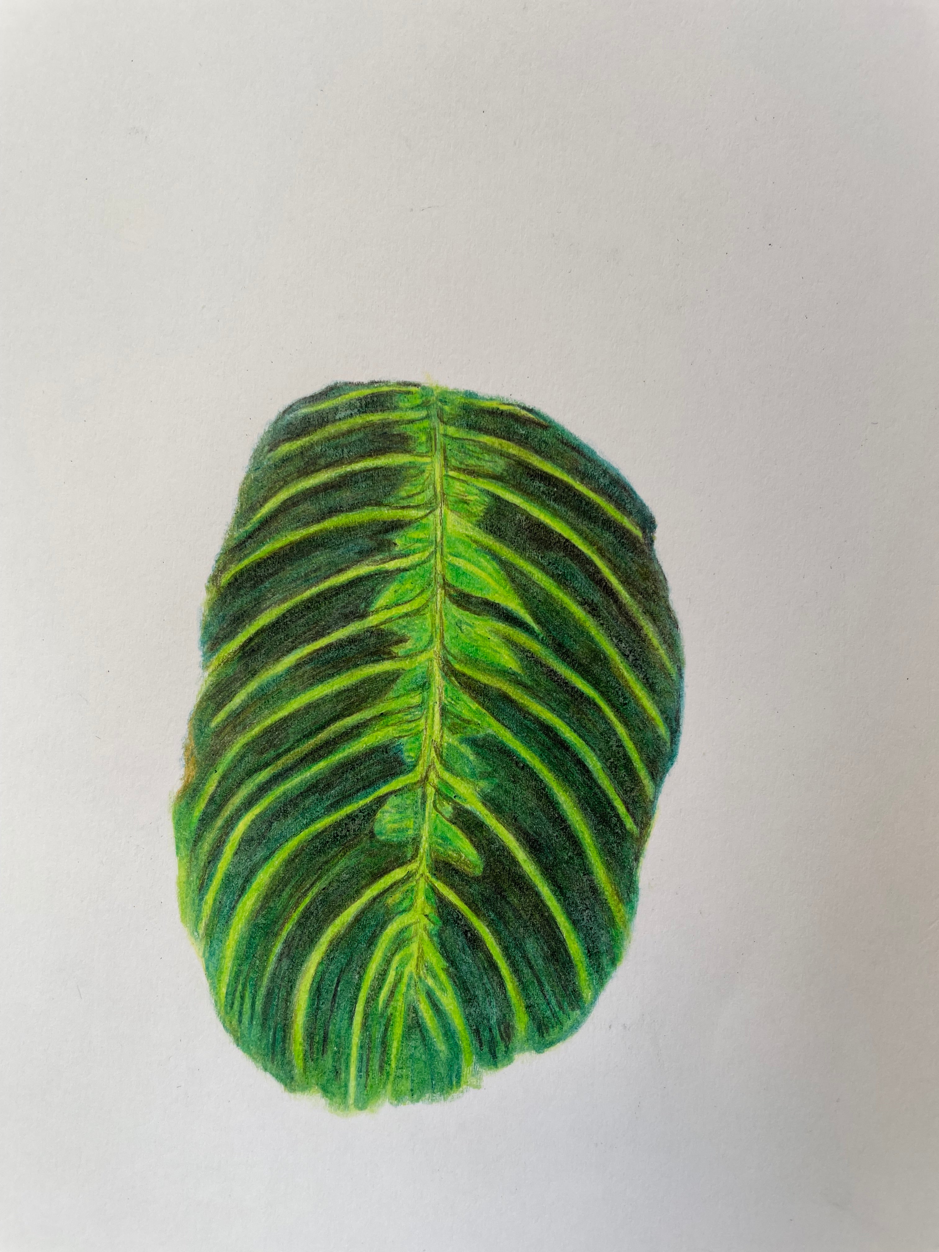 Single Maranta Leaf - 9.5x7in Original Colored Pencil Illustration - Plant, Nature Artwork