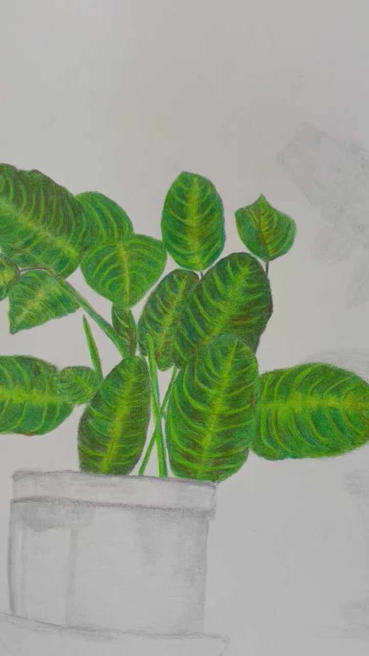 Praying Maranta Plant - 7.5x10in Original Colored Pencil Illustration - Nature, Plant Artwork
